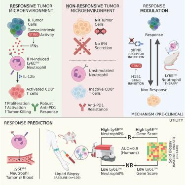 Interferon-stimulated neutrophils as a predictor of immunotherapy response