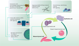 Targeting the key players of phenotypic plasticity in cancer cells by phytochemicals.