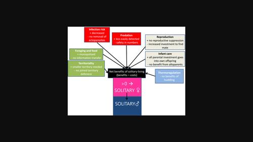 Costs and benefits of solitary living in mammals