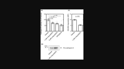 Extracellular α-synuclein impairs sphingosine 1-phosphate receptor type 3 (S1PR3)-regulated lysosomal delivery of cathepsin D in HeLa cells