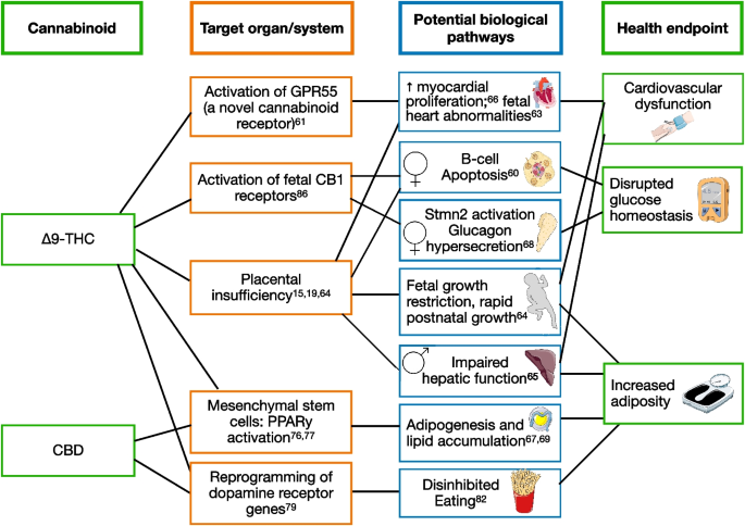 Prenatal Exposure to Cannabis: Effects on Childhood Obesity and Cardiometabolic Health.