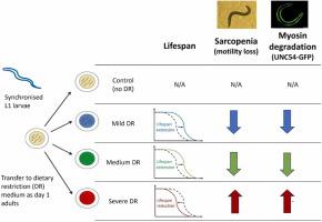 Moderate dietary restriction delays the onset of age-associated sarcopenia in Caenorhabditis elegans due to reduced myosin UNC-54 degradation