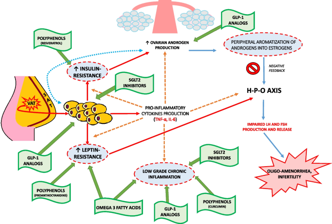 Hypothalamic-Ovarian axis and Adiposity Relationship in Polycystic Ovary Syndrome: Physiopathology and Therapeutic Options for the Management of Metabolic and Inflammatory Aspects.