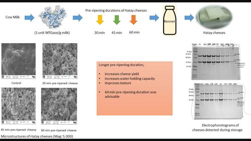 Cross-linking duration impacts on Hatay cheeses with microbial transglutaminase enzyme