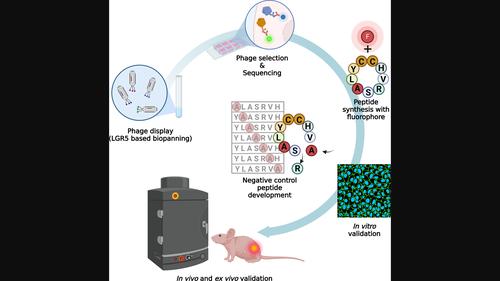 Development and validation of cyclic peptide probe for gastric cancer based on phage display technique