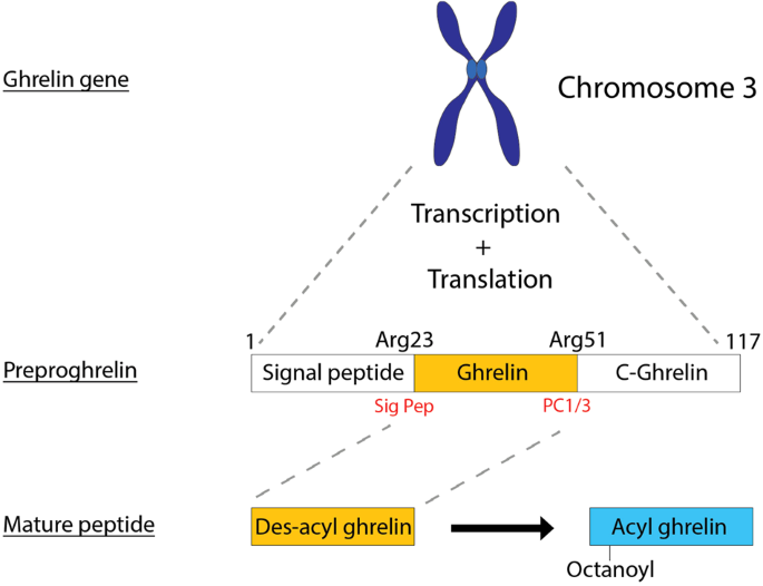 Ghrelin mediated cardioprotection using in vitro models of oxidative stress