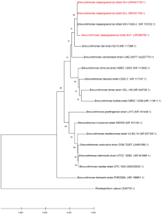 Newly isolated Brevundimonas naejangsanensis as a biocontrol agent against Fusarium redolens the causal of Fusarium yellows of chickpea.