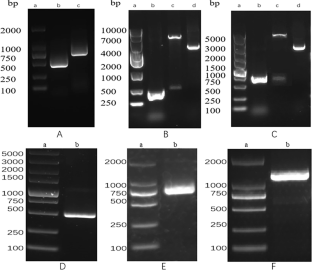 Construction of rBCG carrying the IL-2-BZLF1 fusion gene and its immunological function.