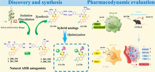 Discovery of Natural Ah Receptor Antagonists from Salvia miltiorrhiza Bunge and Synthesis of Analogs for Tumor Immunotherapy