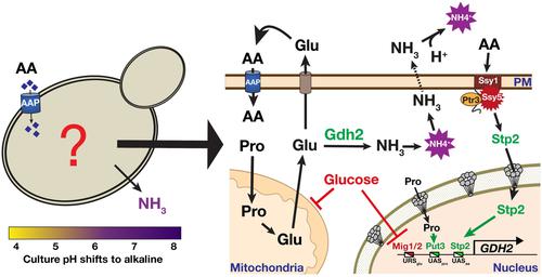 Diverse mechanisms control amino acid-dependent environmental alkalization by Candida albicans.