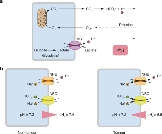 Acid-sensing ion channels and downstream signalling in cancer cells: is there a mechanistic link?