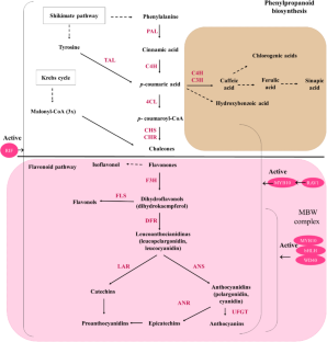 Regulation of phenylpropanoid biosynthesis in strawberry ripening: molecular and hormonal mechanisms