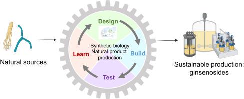 Sustainable production of natural products using synthetic biology: Ginsenosides