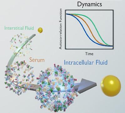 The dynamics of PEG-coated nanoparticles in concentrated protein solutions up to the molecular crowding range