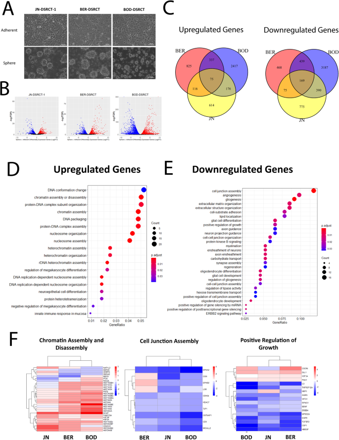 Transcriptomic analysis identifies B-lymphocyte kinase as a therapeutic target for desmoplastic small round cell tumor cancer stem cell-like cells.