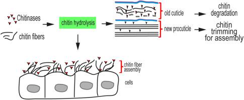 The biology of insect chitinases and their roles at chitinous cuticles