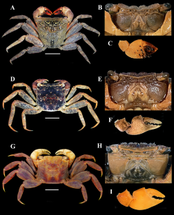 Setal Morphology of the Feeding Apparatus of Three Sesarmid Crabs (Crustacea: Decapoda Grapsoidea) from Brazil