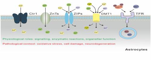 Trace metals and astrocytes physiology and pathophysiology