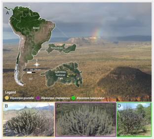 Intermediary floral traits between natural hybrid and its parents in the Xiquexique (Cactaceae)