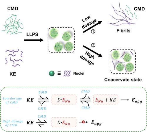 An artificial chaperone serves a dual role in regulating the assembly of peptides through phase separation