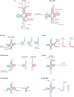 Roles and regulation of tRNA-derived small RNAs in animals