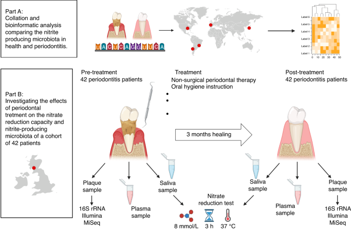 Nitrate reduction capacity of the oral microbiota is impaired in periodontitis: potential implications for systemic nitric oxide availability.