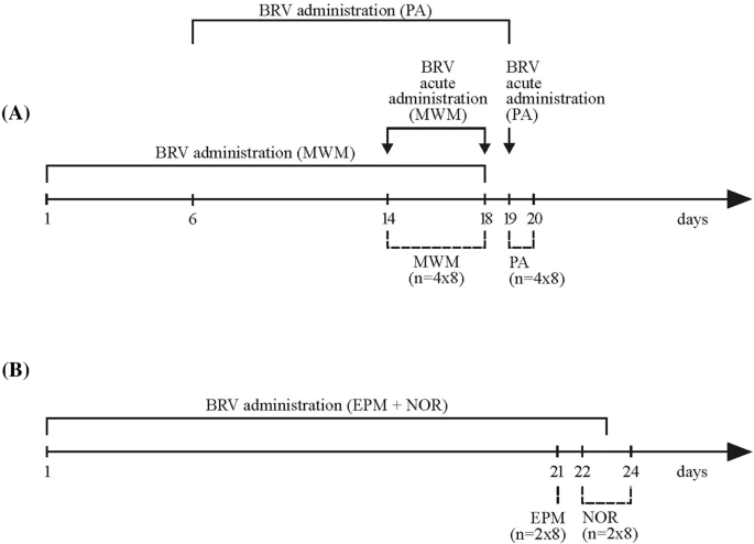 The impact of brivaracetam on cognitive processes and anxiety in various experimental models.