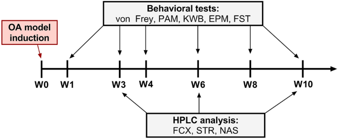 Network analysis of monoamines involved in anxiety-like behavior in a rat model of osteoarthritis.