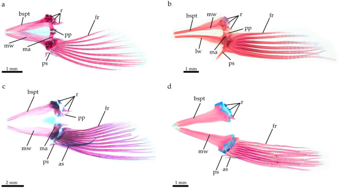 The pelvic girdle in extant gonorynchiformes (Teleostei: Otomorpha)