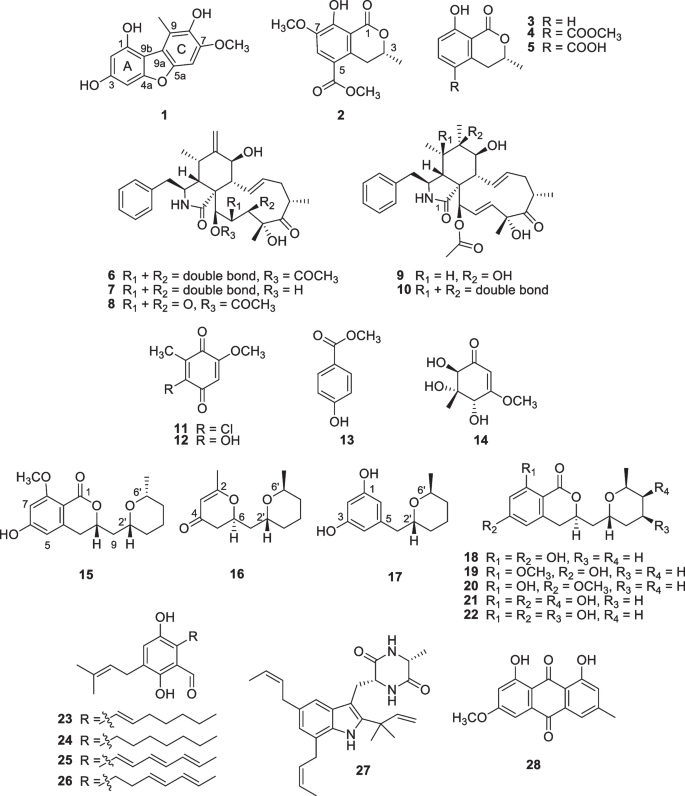 Antiproliferative polyketides from fungus Xylaria cf. Longipes SWUF08-81 in different culture media.