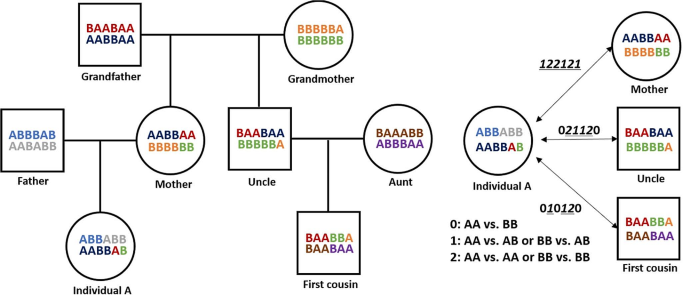 A novel approach of kinship determination based on the physical length of genetically shared regions of chromosomes.