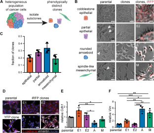 Relatively Rare Populations of Invasive Cells Drive Progression of Heterogeneous Tumors