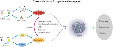 Crosstalk between ferroptosis and cuproptosis: From mechanism to potential clinical application