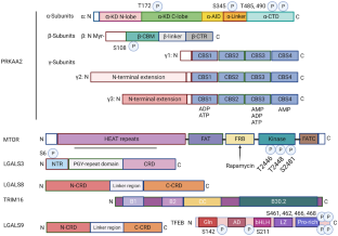 PRKAA2, MTOR, and TFEB in the regulation of lysosomal damage response and autophagy.