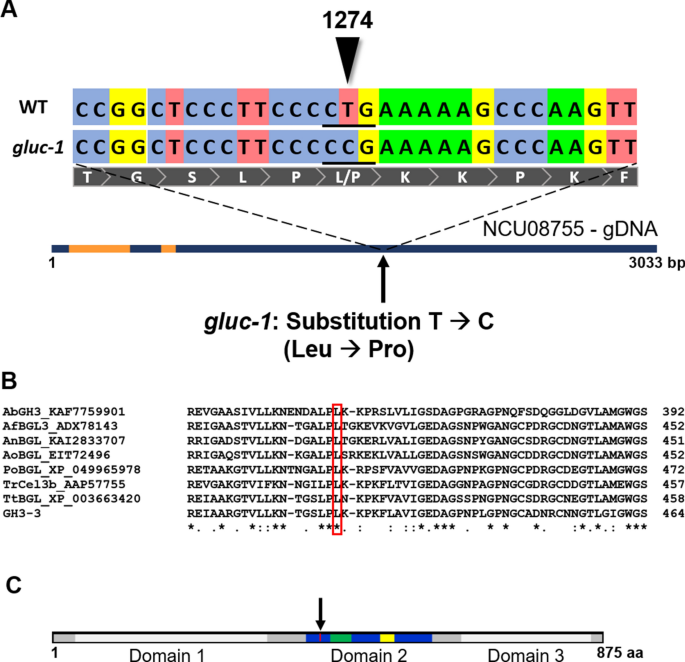 Unveiling a classical mutant in the context of the GH3 β-glucosidase family in Neurospora crassa.