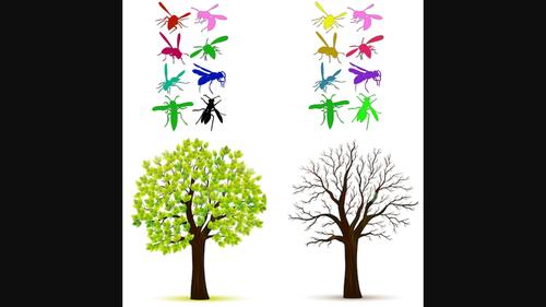 Responses of the hyper-diverse community of canopy-dwelling Hymenoptera to oak decline