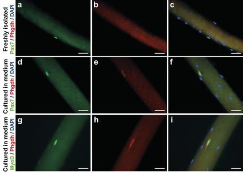 Yap/Taz activity is associated with increased expression of phosphoglycerate dehydrogenase that supports myoblast proliferation.