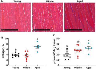 Age and dietary restriction modulate mitochondrial quality in quadriceps femoris muscle of male mice.