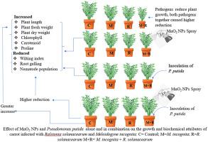 Use of manganese oxide nanoparticle (MnO2 NPs) and Pseudomonas putida for the management of wilt disease complex of carrot