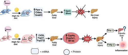 High-fat diet induced obesity promotes inflammation, oxidative stress, and hepatotoxicity in female FVB/N mice