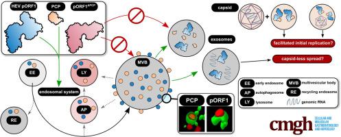 The Protease Domain in HEV pORF1 Mediates the Replicase’s Localization to Multivesicular Bodies and Its Exosomal Release