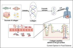 Collagen-derived peptides as prebiotics to improve gut health