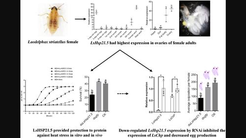 Constitutively expressed small heat shock protein LsHsp21.5 not only enhances heat tolerance but also helps to maintain reproduction in female Laodelphax striatellus