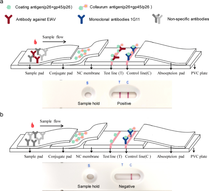 Development and evaluation of a test strip for the rapid detection of antibody against equine infectious anemia virus.