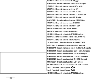 A molecular and bacteriological survey of Brucella spp. in wild venomous snake in Iran