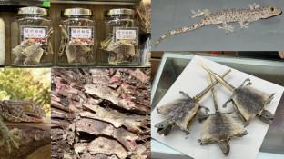 The trade of tokay geckos Gekko gecko in retail pharmaceutical outlets in Hong Kong