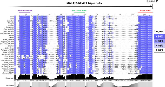 Deep Conservation and Unexpected Evolutionary History of Neighboring lncRNAs MALAT1 and NEAT1.