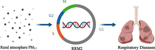 Characterization of risks and pathogenesis of respiratory diseases caused by rural atmospheric PM2.5