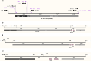 Construction of a bacteriophage-derived vector with potential applications in targeted drug delivery and cell imaging.