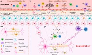 Understanding the link between neurotropic viruses, BBB permeability, and MS pathogenesis.